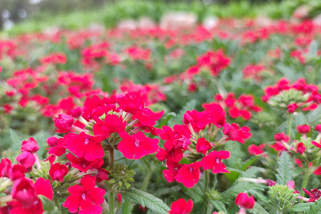 节地素雅景观相融，沈阳墓园满含归属之感！