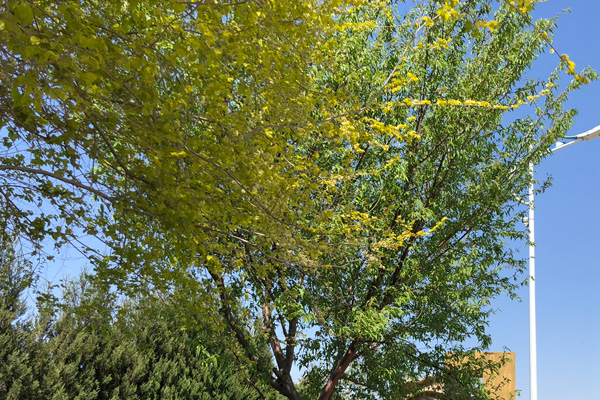 沈阳陵园祭祀上香时香断了怎么办，要怎样补救？