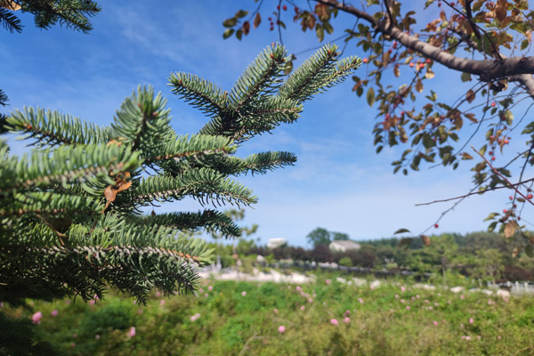 沈阳墓地碑文的基本写法与规范是什么？