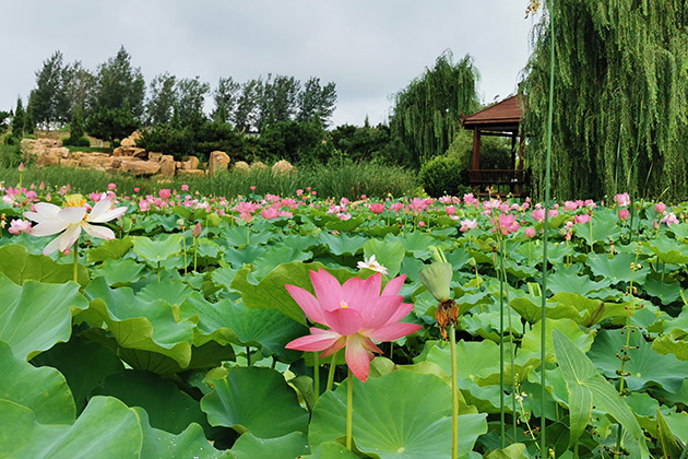 在沈阳十佳墓园，市民可以这样挑选一个好墓地！