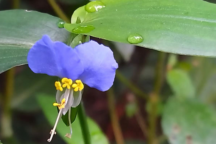 呵护逝者，传递人文关怀——沈阳龙生墓园倡导绿色殡葬