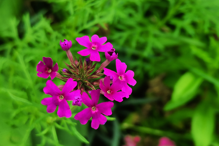 沈阳十佳墓园的龙生墓园山环水抱，前有石佛寺，后有辽滨塔一座充满满灵性的圣地