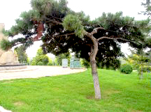 龙生墓园松树