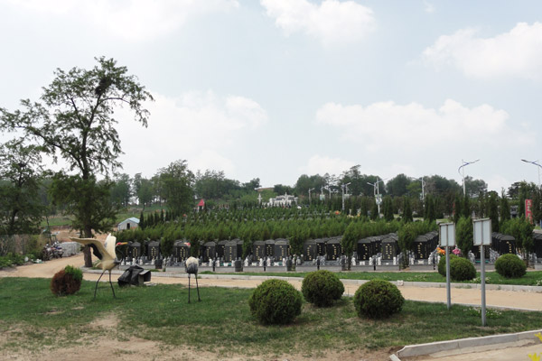 沈阳陵园有哪些常见的绿化植被？