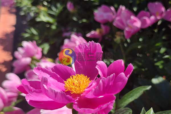 沈阳墓园：温情陪伴，守护生命永恒的回忆