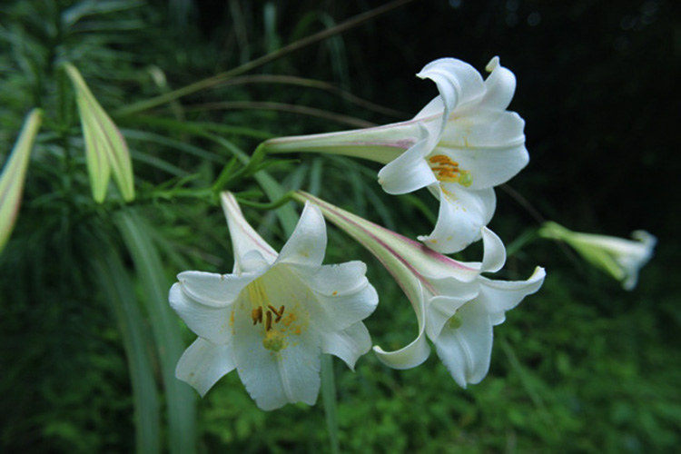 沈阳墓园价格趋势分析：土地资源与需求推动下的市场走向