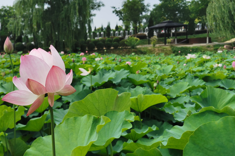 在选择沈阳墓地时，为什么会特别重视墓地的地理位置？