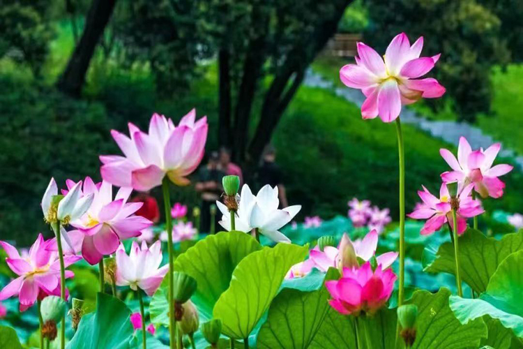 龙生墓园怎么样？手续齐全不？